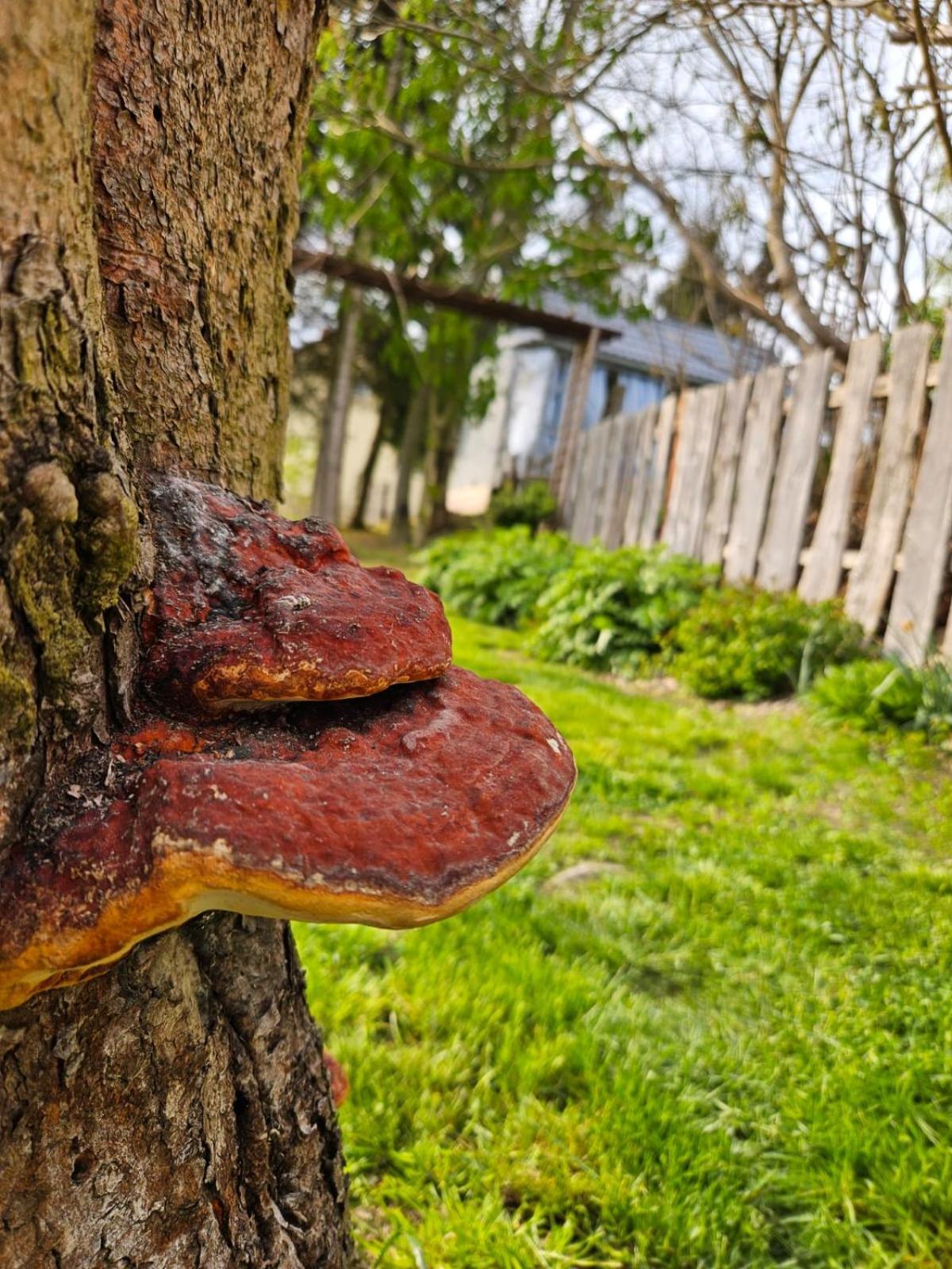 Domek Na Korcie Lubomierz  Exteriér fotografie